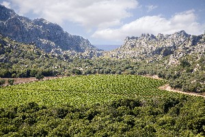 Mallorca Mortitx vineyard