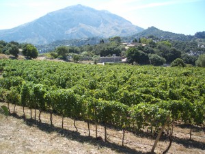 Mallorca Mortitx wijngaard2