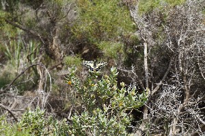 Mallorca butterfly at Puig des Corb
